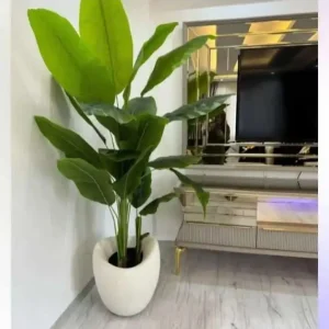 Soft Bej Kavisli Dekoratif Saksı