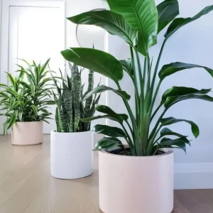Mat Beyaz Minimalist Dikey Saksı